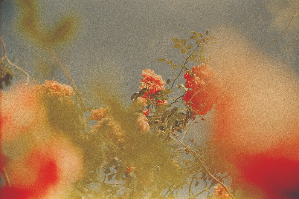 The Spring Auction - Lot 17, Ruvan Wijesooriya, Flowers in Skane image