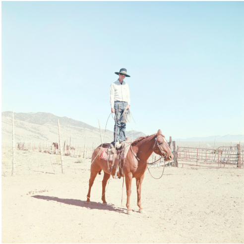 The Summer Auction 2019 - Lot 32, Fergus Coyle, Chandler Bear - Middlegate, Nevada image