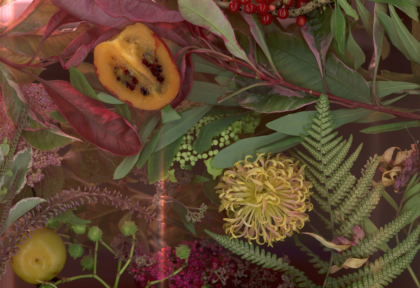 The Crossover - Lot 38, Anna Skladmann, Diospyros Kaki, The Genesis of Blame - A Natural History Of The Forbidden Fruit image